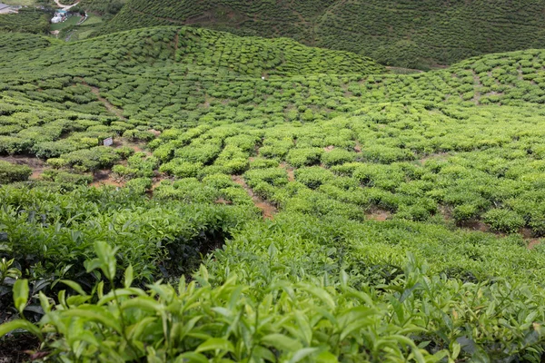 Teefeld im Hochland von Kamerun, Malaysia — Stockfoto