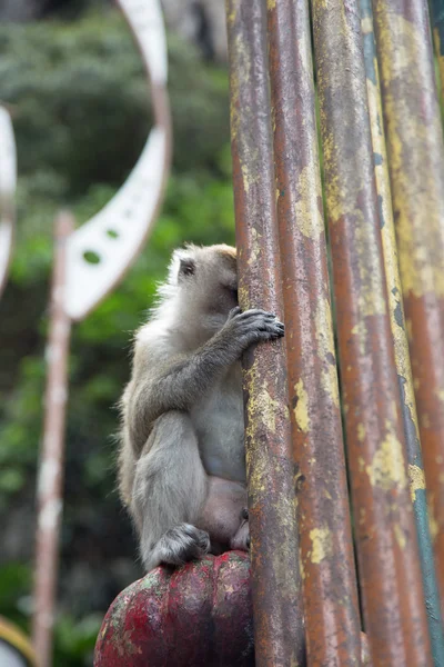 Cynomolgus Monkey at Batu Caves — Stock Photo, Image