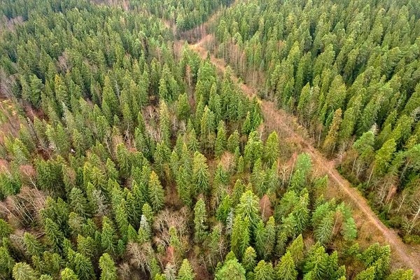 Republik Karelia Fotografi Udara Atas Hutan Cemara Konifer Rekreasi Luar — Stok Foto