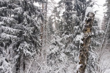 Ulusal park çevresindeki sonsuz kozalaklı orman ağaçlarının donmuş karlı zirvelerinin insansız hava aracı görüntüsü. Sihirli kar kaplı ağaç. Fotoğraf tebrik kartı. Kış manzarası.