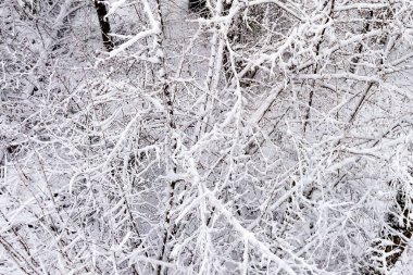 Ulusal park çevresindeki sonsuz kozalaklı orman ağaçlarının donmuş karlı zirvelerinin insansız hava aracı görüntüsü. Sihirli kar kaplı ağaç. Fotoğraf tebrik kartı. Kış manzarası.