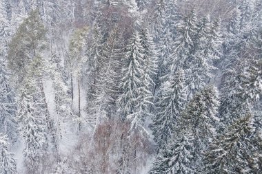Ulusal park çevresindeki sonsuz kozalaklı orman ağaçlarının donmuş karlı zirvelerinin insansız hava aracı görüntüsü. Sihirli kar kaplı ağaç. Fotoğraf tebrik kartı. Kış manzarası.