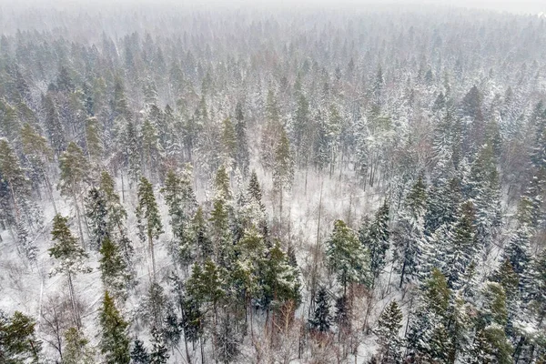 Aerial View Drone Frozen Snowy Peaks Endless Coniferous Forest Trees — Stock Photo, Image
