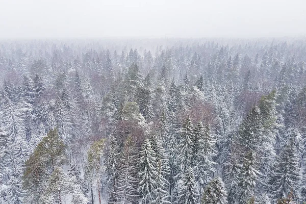 Widok Lotu Ptaka Zamarzniętych Śnieżnych Szczytów Niekończących Się Drzew Iglastych — Zdjęcie stockowe