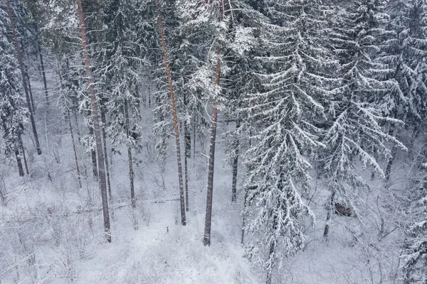 Воздушный Вид Беспилотника Замерзших Снежных Вершин Бесконечных Хвойных Деревьев Леса — стоковое фото