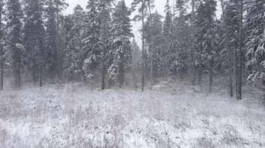 Ulusal park çevresindeki sonsuz kozalaklı orman ağaçlarının donmuş karlı zirvelerinin insansız hava aracı görüntüsü. Sihirli kar kaplı ağaç. Fotoğraf tebrik kartı. Kış manzarası.