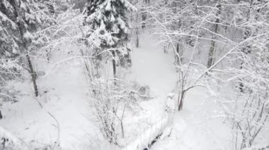 Ulusal park çevresindeki sonsuz kozalaklı orman ağaçlarının donmuş karlı zirvelerinin insansız hava aracı görüntüsü. Sihirli kar kaplı ağaç. Fotoğraf tebrik kartı. Kış manzarası.