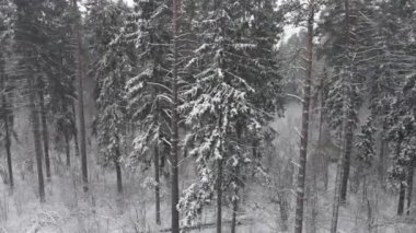 Ulusal park çevresindeki sonsuz kozalaklı orman ağaçlarının donmuş karlı zirvelerinin insansız hava aracı görüntüsü. Sihirli kar kaplı ağaç. Fotoğraf tebrik kartı. Kış manzarası.