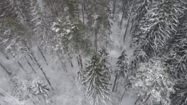 Ulusal park çevresindeki sonsuz kozalaklı orman ağaçlarının donmuş karlı zirvelerinin insansız hava aracı görüntüsü. Sihirli kar kaplı ağaç. Fotoğraf tebrik kartı. Kış manzarası.