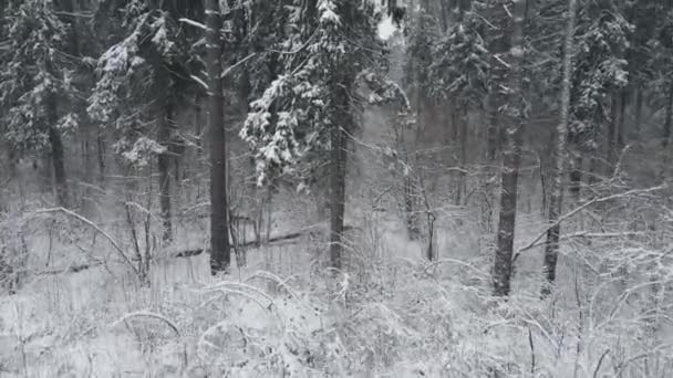 从无人驾驶飞机上俯瞰国家公园环境中永无休止的针叶林雪峰的空中视频 神奇的雪覆盖着树 照片贺卡 冬季景观 — 图库视频影像