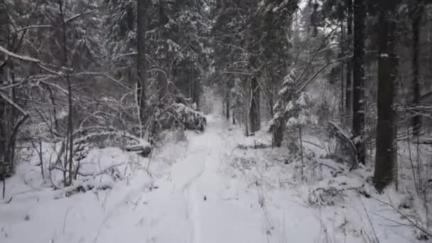 国家公园环境中冰冻雪地针叶林的无人驾驶飞机拍摄的空中视频 神奇的雪覆盖着树 照片贺卡 冬季景观 — 图库视频影像