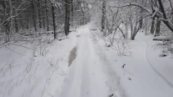 Вигляд Повітря Дрона Замерзлих Снігових Хвойних Дерев Національному Парковому Середовищі — стокове відео
