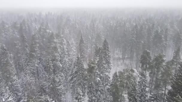 Vista Aérea Vídeo Drone Picos Nevados Congelados Árvores Floresta Coníferas — Vídeo de Stock