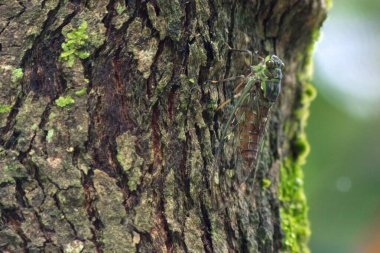 Yeşil çekirge bir ağaç gövdesinde oturuyor.