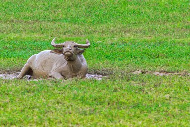 Yeşil bir çayırda otlayan boğa.