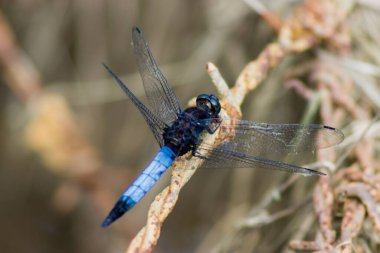 Büyük mavi bir yusufçuk güneş ışınlarının altındaki yeşil çimlerin üzerinde oturur.