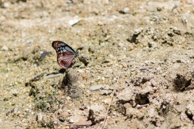 Büyük tropikal kelebek oturur ve sıcak kanatlar