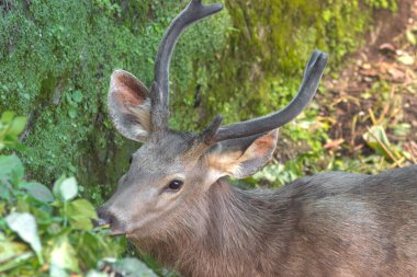 Doğal ortamdaki büyük geyik.