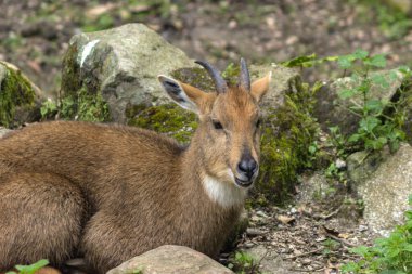 Himalaya Goral doğal ortamında çalıların yanında yürüyor.