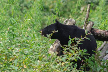 Himalaya kara ayısı hayvanat bahçesinde duvarlar örüyor. 