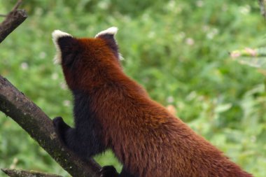 Şirin ve tüylü kırmızı panda ağaçların arasında doğal ortamında yürüyor. Arunachal Pradesh, Hindistan 'ın kuzeydoğusu..