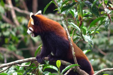 Şirin ve tüylü kırmızı panda ağaçların arasında doğal ortamında yürüyor. Arunachal Pradesh, Hindistan 'ın kuzeydoğusu..