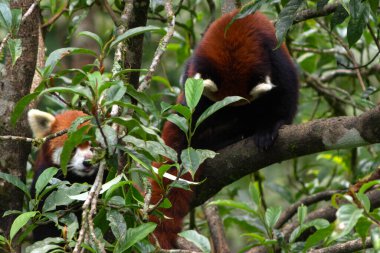 Şirin ve tüylü kırmızı panda ağaçların arasında doğal ortamında yürüyor..