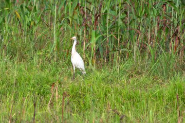 Sarı pençeli beyaz leylek bataklık bölgesinde yürüyor.