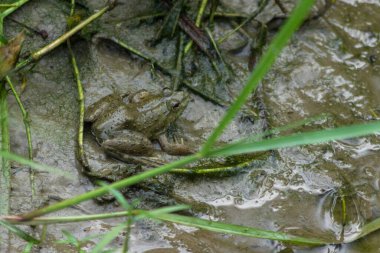 bir bataklık içinde oturan yeşil kurbağa