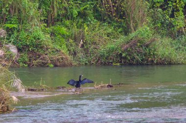 Büyük siyah bir kuş kumsalda oturur ve kanatlarını açar.