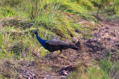 Kızılderili Tavuskuşu uzun otların arasında yürüyor. Chitwan Ulusal Parkı, Nepal.