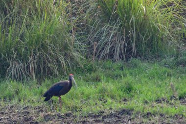 Kızıl saçlı Ibis suyun yakınındaki çamurda avlanıyor. Chitwan Ulusal Parkı, Nepal.