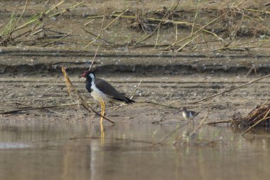 Kırmızı gagalı küçük bir kuş nehir kıyısında yürüyor.