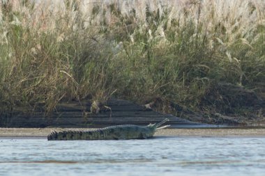 Uzun çeneli timsah sıcak güneşin ışınlarında nehir kıyısında uzanıyor. Chitwan Ulusal Parkı, Nepal.