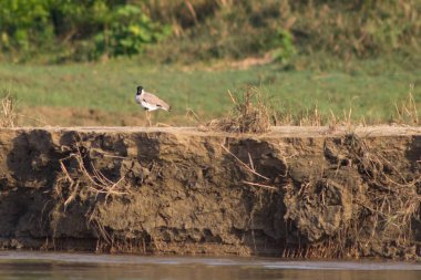 Kırmızı gagalı küçük bir kuş nehir kıyısında yürüyor.