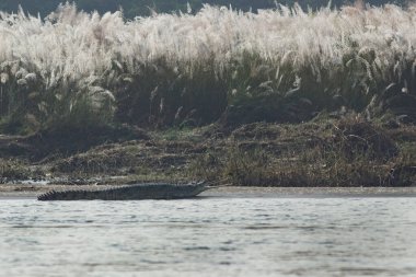 Uzun çeneli timsah sıcak güneşin ışınlarında nehir kıyısında uzanıyor. Chitwan Ulusal Parkı, Nepal.