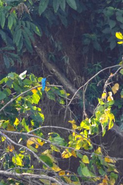 Tropikal bir ağacın dalında oturan mavi balıkçı. Chitwan Ulusal Parkı, Nepal.