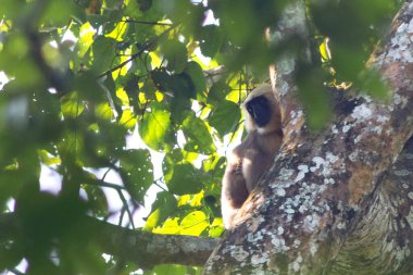 Uzun kuyruklu beyaz langur maymunu tropik bir ağacın dalında oturur. Chitwan Ulusal Parkı, Nepal.
