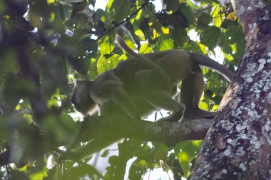 Uzun kuyruklu beyaz langur maymunu tropik bir ağacın dalında oturur. Chitwan Ulusal Parkı, Nepal.