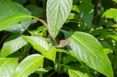 Kahverengi kertenkele yeşil tropikal yaprakların üzerinde oturur ve güneşin tadını çıkarır.