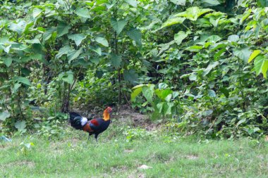 Yaban tavuğu yeşil çimlerde yürüyor, uzun çimlerin yanında.
