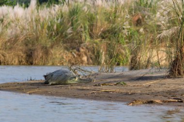 Uzun çeneli timsah sıcak güneşin ışınlarında nehir kıyısında uzanıyor.