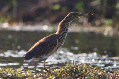 yeşil balıkçıl bataklık kıyısında duruyor ve avlanıyor