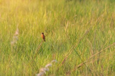 Küçük bir kuş, güneş tarafından aydınlatılan yeşil bir çimene oturur.