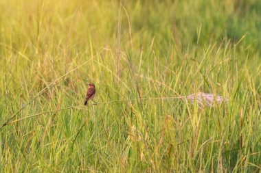 Küçük bir kuş, güneş tarafından aydınlatılan yeşil bir çimene oturur.