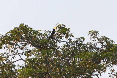 Büyük Boynuzlu Kuşlar Nepal 'deki Chitwan Ulusal Parkı' ndaki ormanda bir dalda oturuyorlar..