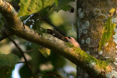 Hiçbir şey ormandaki bir ağaca oturmaz.