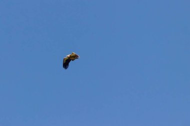 Himalaya akbabası yemek ararken mavi gökyüzüne doğru uçar. Annapurna bölgesi, Nepal.