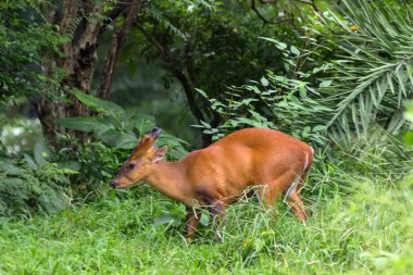 Geyik doğal yaşam alanında yeşilliklerde saklanıyor.