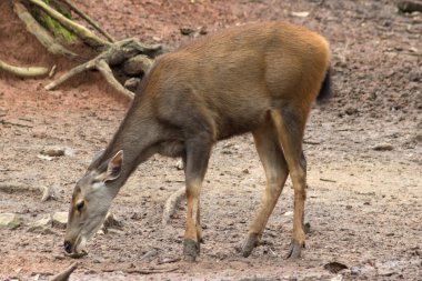Yeşillikte saklanan küçük orman geyiği.